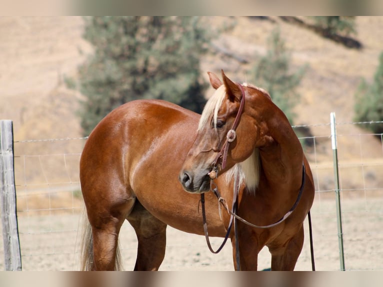 American Quarter Horse Wallach 6 Jahre 152 cm Rotfuchs in Bitterwater CA