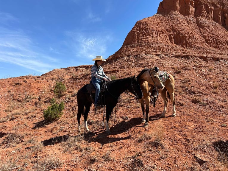 American Quarter Horse Wallach 6 Jahre 152 cm Rotfuchs in Mountain Grove MO