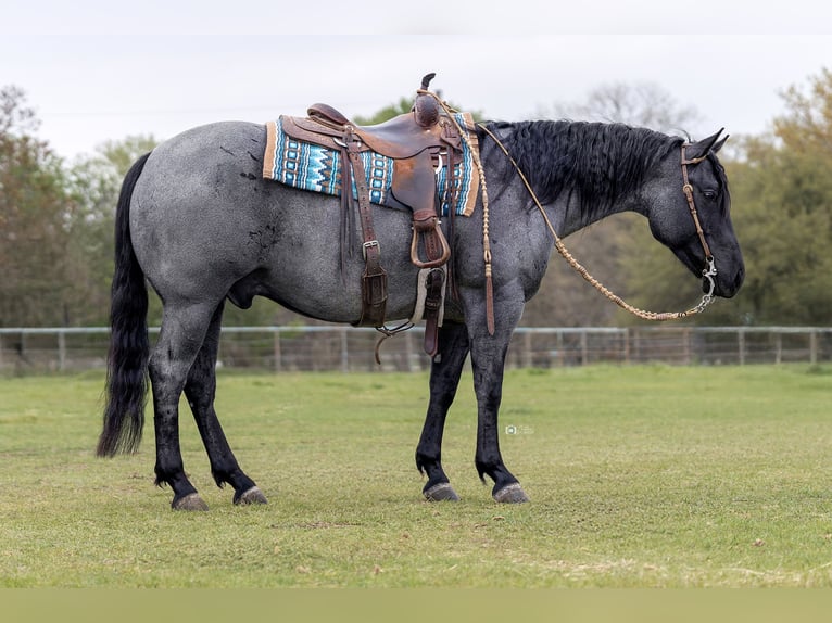 American Quarter Horse Wallach 6 Jahre 152 cm in Gainesville, TX