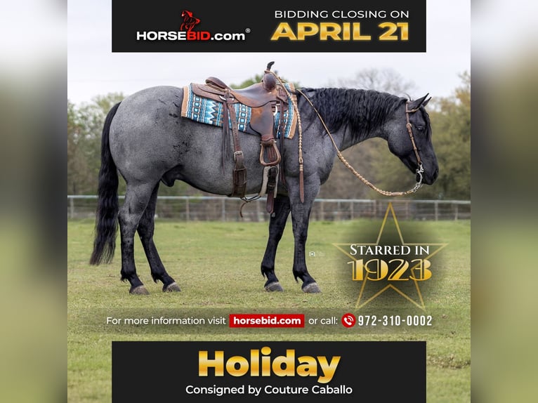 American Quarter Horse Wallach 6 Jahre 152 cm in Gainesville, TX