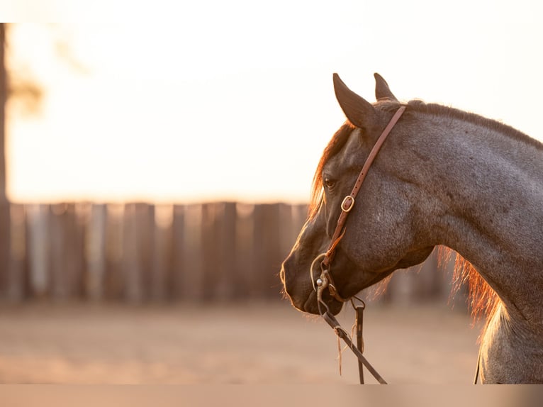 American Quarter Horse Wallach 6 Jahre 152 cm in Gainesville, TX
