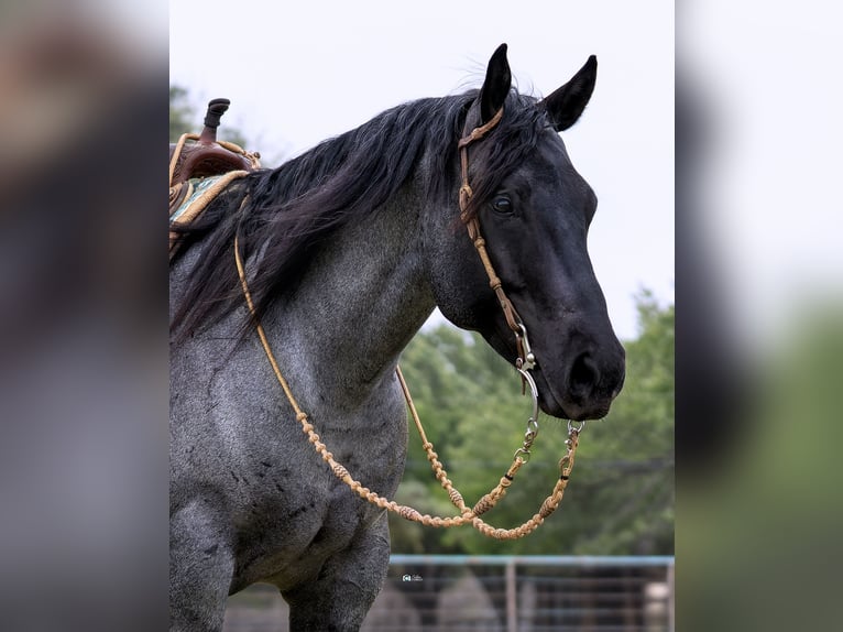American Quarter Horse Wallach 6 Jahre 152 cm in Gainesville, TX