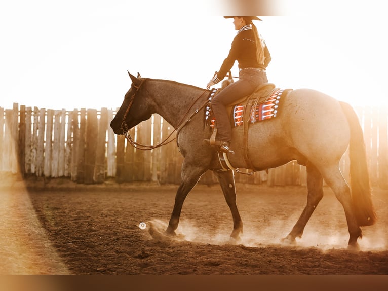 American Quarter Horse Wallach 6 Jahre 152 cm in Gainesville, TX