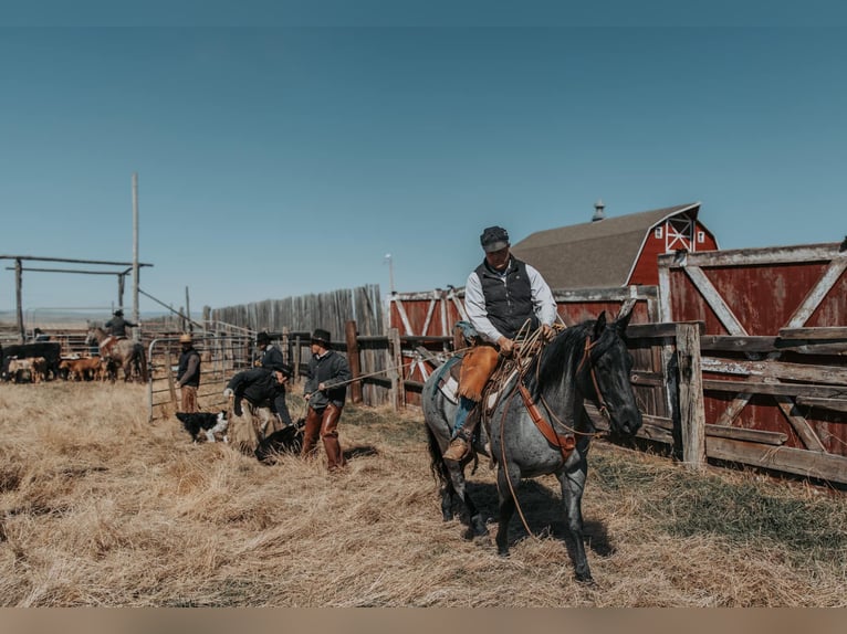 American Quarter Horse Wallach 6 Jahre 152 cm in Gainesville, TX