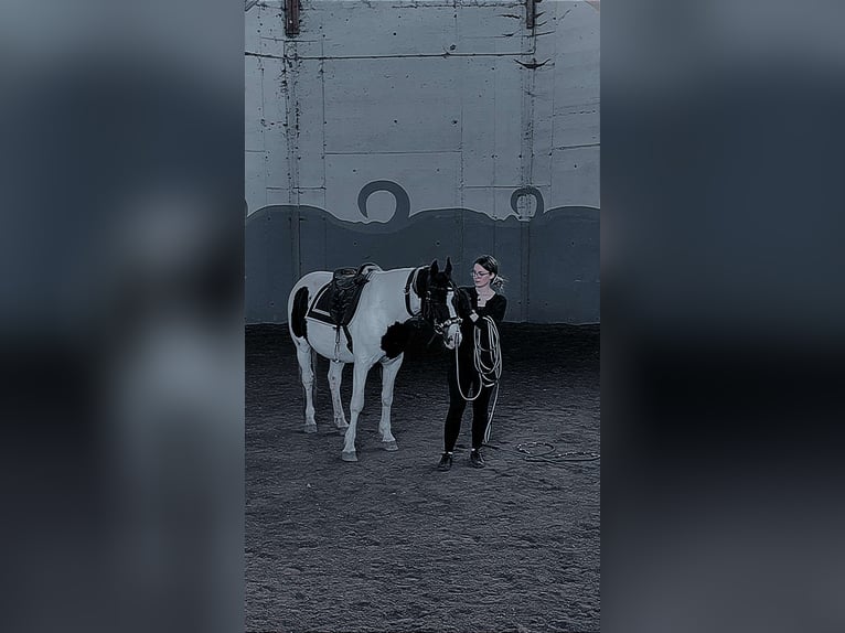 American Quarter Horse Mix Wallach 6 Jahre 152 cm Schecke in Erdweg