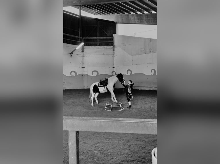 American Quarter Horse Mix Wallach 6 Jahre 152 cm Schecke in Erdweg