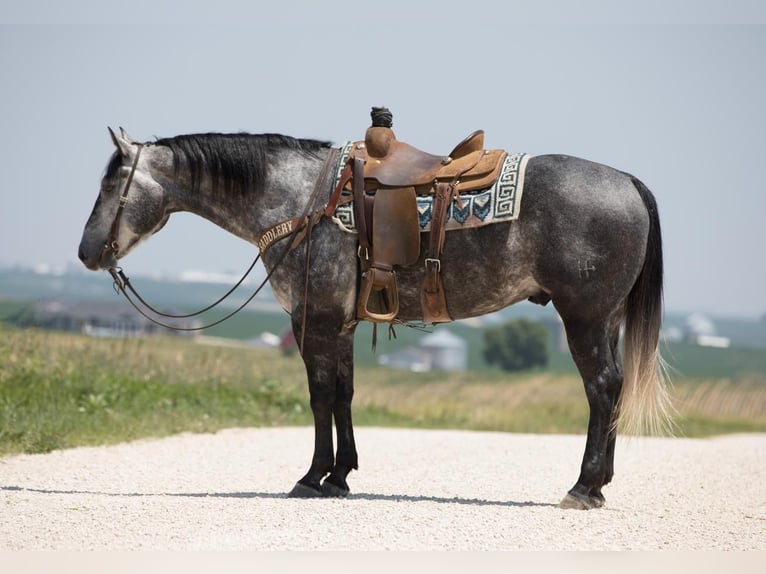 American Quarter Horse Wallach 6 Jahre 152 cm Schimmel in Bernard, IA