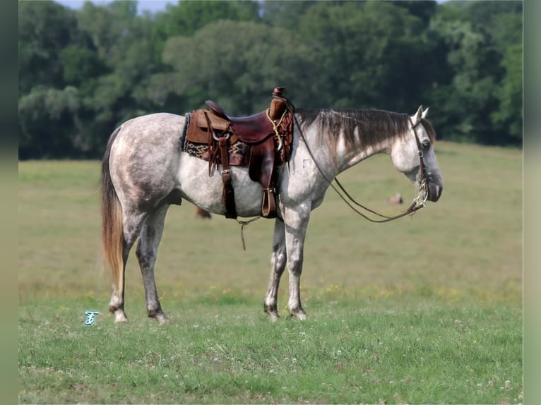 American Quarter Horse Wallach 6 Jahre 152 cm Schimmel in Carthage, TX