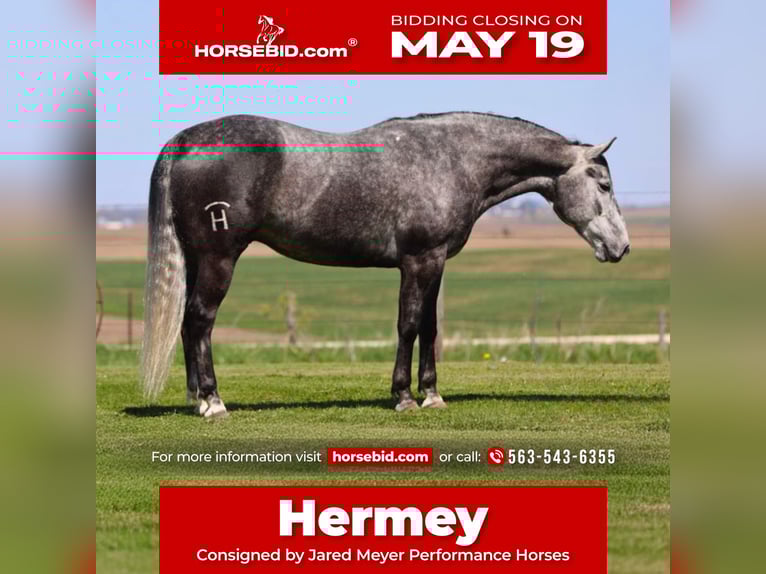American Quarter Horse Wallach 6 Jahre 152 cm Schimmel in Bernard, IA