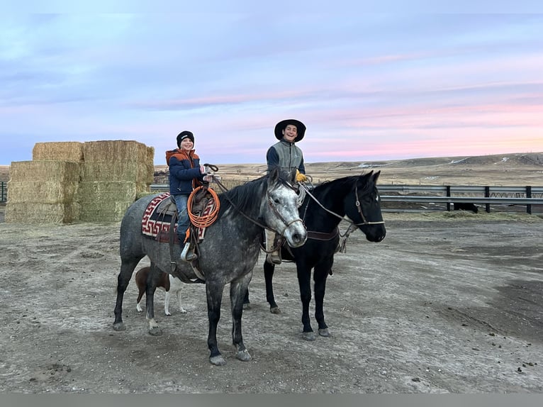 American Quarter Horse Wallach 6 Jahre 152 cm Schimmel in Power, MT