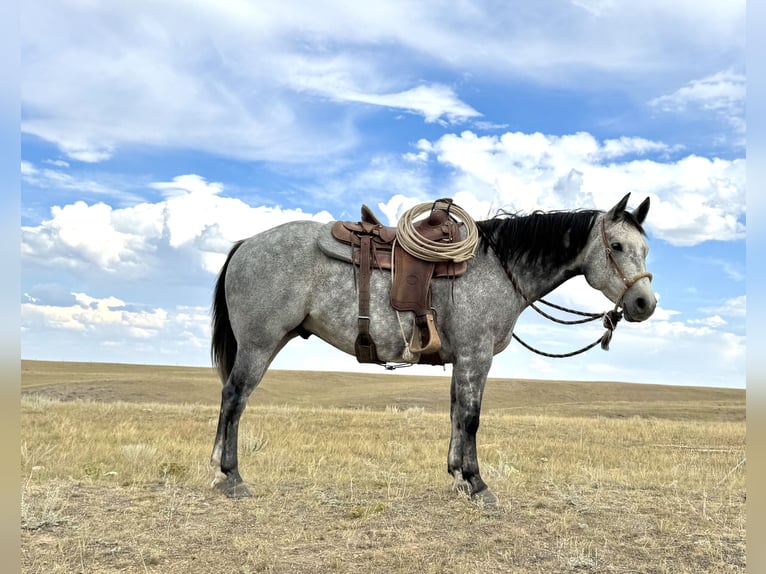 American Quarter Horse Wallach 6 Jahre 152 cm Schimmel in Power, MT