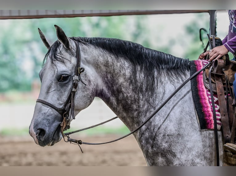 American Quarter Horse Wallach 6 Jahre 152 cm Schimmel in Sedalia