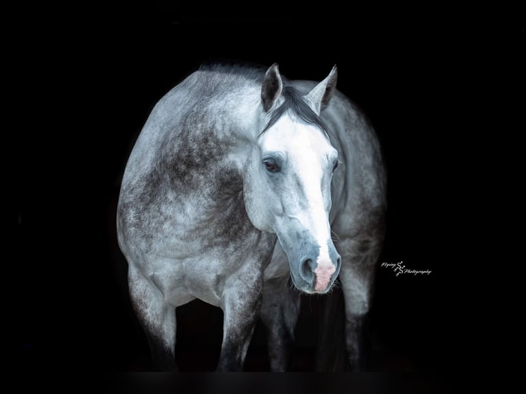 American Quarter Horse Wallach 6 Jahre 152 cm Schimmel in Sedalia