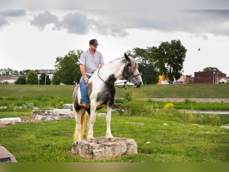 American Quarter Horse Wallach 6 Jahre 152 cm Schimmel in Middletown OH