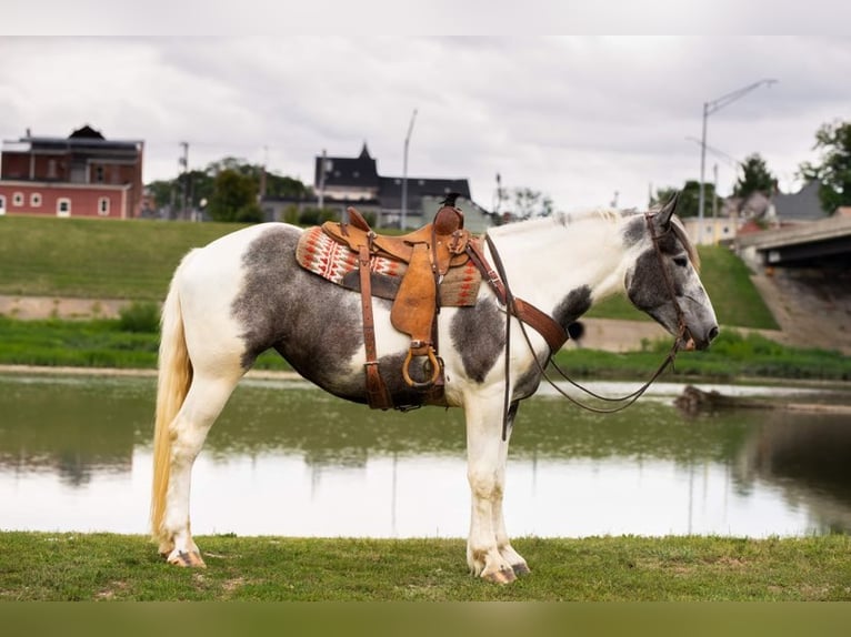 American Quarter Horse Wallach 6 Jahre 152 cm Schimmel in Middletown OH