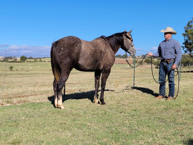 American Quarter Horse Wallach 6 Jahre 152 cm Schimmel in Rising Star TX