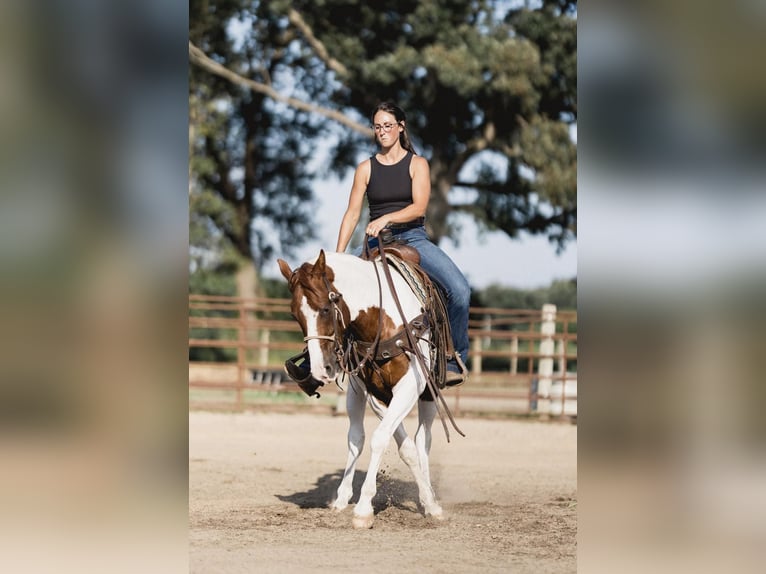 American Quarter Horse Wallach 6 Jahre 152 cm Tobiano-alle-Farben in NOrth Judson IN