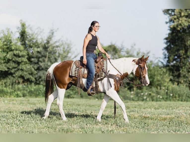American Quarter Horse Wallach 6 Jahre 152 cm Tobiano-alle-Farben in NOrth Judson IN
