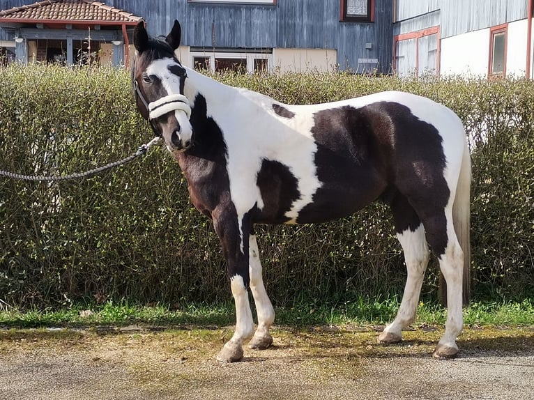 American Quarter Horse Mix Wallach 6 Jahre 152 cm Tobiano-alle-Farben in Homberg (Efze)