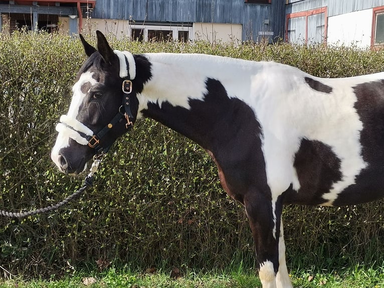 American Quarter Horse Mix Wallach 6 Jahre 152 cm Tobiano-alle-Farben in Homberg (Efze)