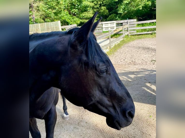 American Quarter Horse Wallach 6 Jahre 153 cm Rappe in Gettengr&#xFC;n