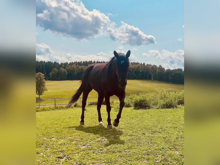 American Quarter Horse Wallach 6 Jahre 153 cm Rappe in Gettengr&#xFC;n