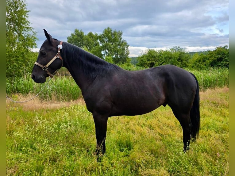 American Quarter Horse Wallach 6 Jahre 153 cm Rappe in Gettengr&#xFC;n