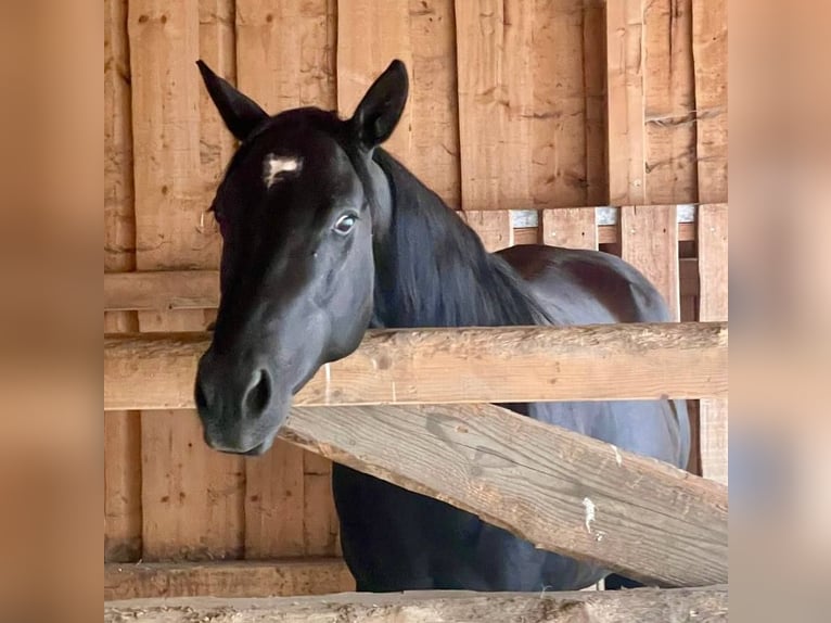 American Quarter Horse Wallach 6 Jahre 153 cm Rappe in Gettengr&#xFC;n