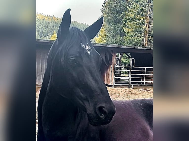 American Quarter Horse Wallach 6 Jahre 153 cm Rappe in Gettengr&#xFC;n