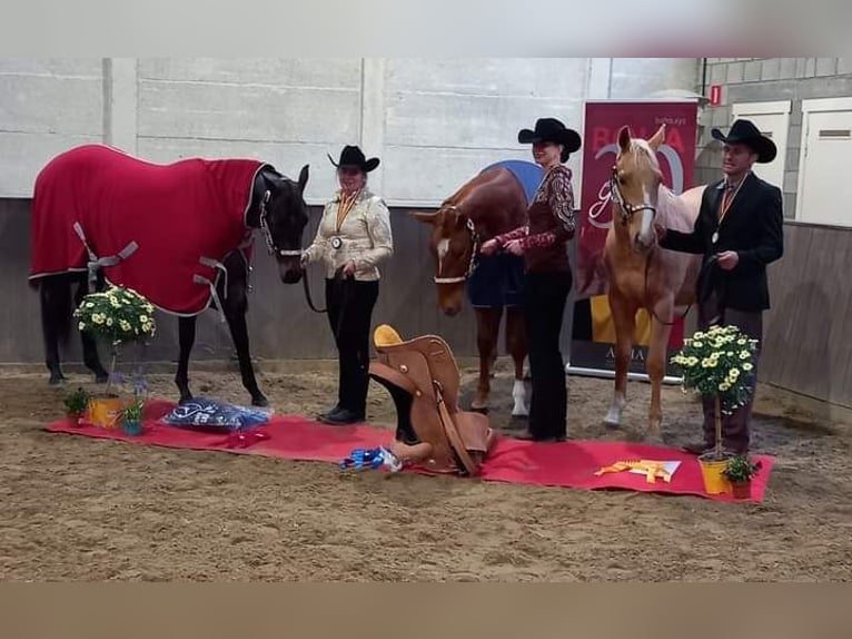 American Quarter Horse Wallach 6 Jahre 154 cm Palomino in Aachen