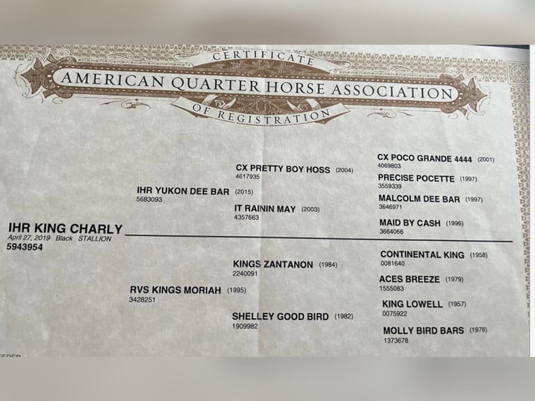 American Quarter Horse Wallach 6 Jahre 154 cm Rappe in Wasserburg am Inn