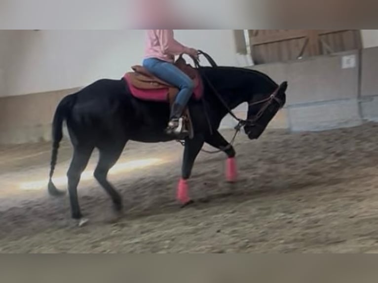 American Quarter Horse Wallach 6 Jahre 154 cm Rappe in Wasserburg am Inn