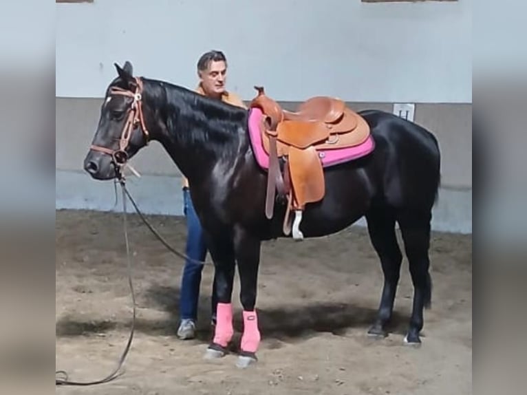 American Quarter Horse Wallach 6 Jahre 154 cm Rappe in Wasserburg am Inn