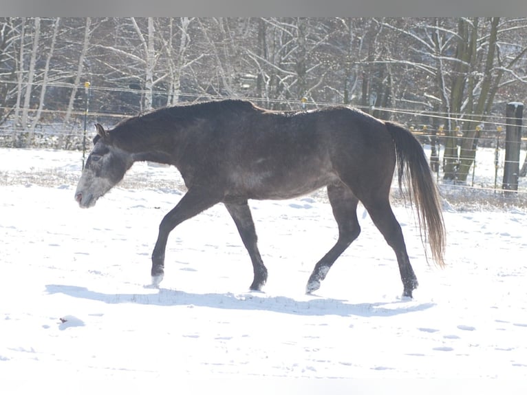 American Quarter Horse Wallach 6 Jahre 154 cm Rappschimmel in FischwasserFinsterwalde