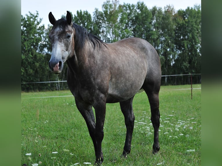 American Quarter Horse Wallach 6 Jahre 154 cm Rappschimmel in FischwasserFinsterwalde