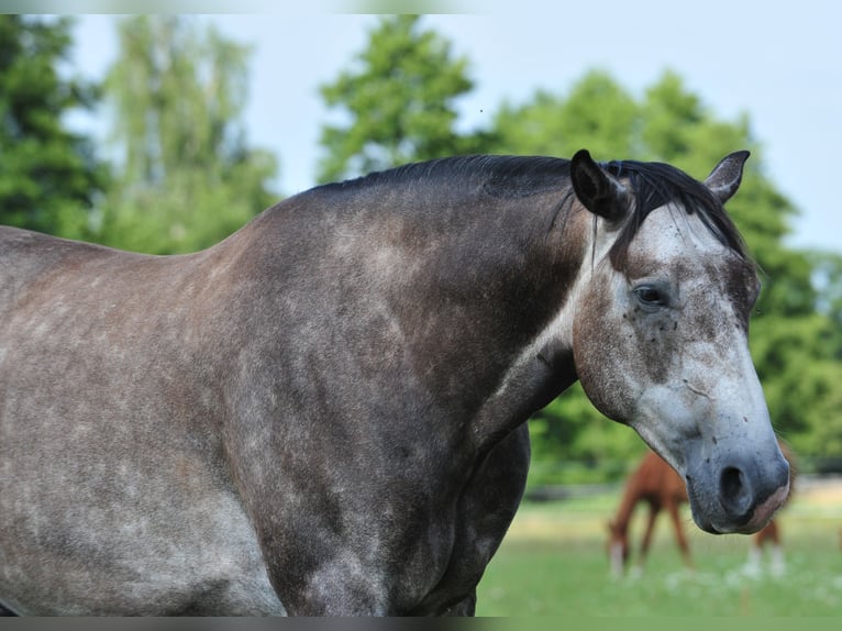 American Quarter Horse Wallach 6 Jahre 154 cm Rappschimmel in FischwasserFinsterwalde