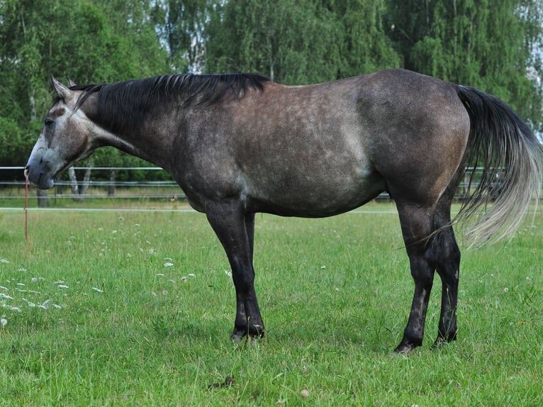American Quarter Horse Wallach 6 Jahre 154 cm Rappschimmel in FischwasserFinsterwalde