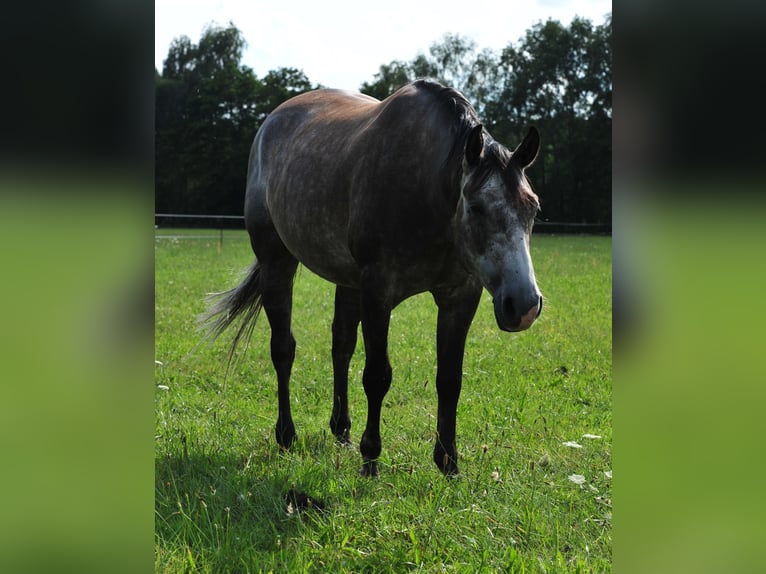 American Quarter Horse Wallach 6 Jahre 154 cm Rappschimmel in FischwasserFinsterwalde
