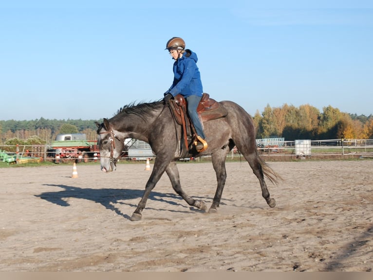 American Quarter Horse Wallach 6 Jahre 154 cm Rappschimmel in FischwasserFinsterwalde