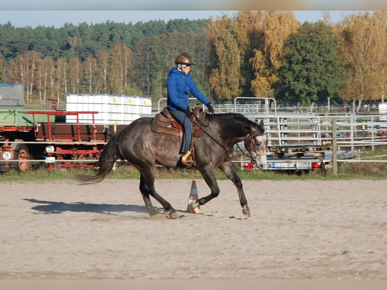 American Quarter Horse Wallach 6 Jahre 154 cm Rappschimmel in FischwasserFinsterwalde