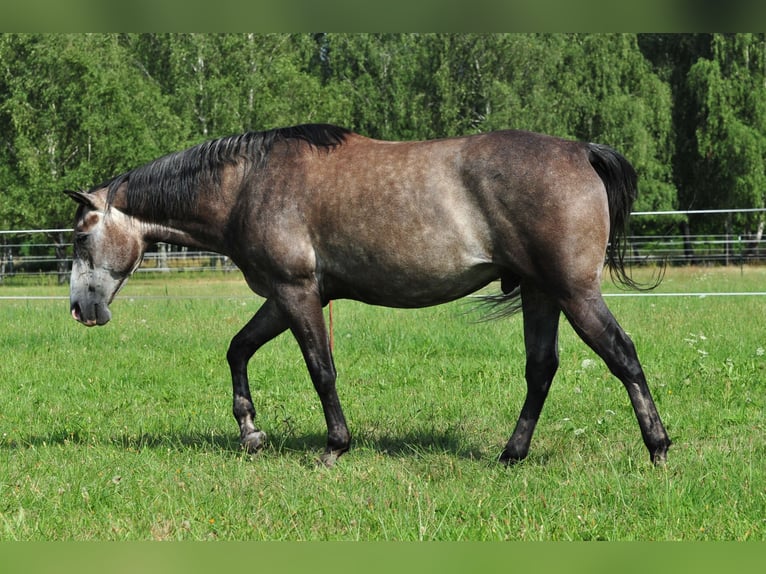 American Quarter Horse Wallach 6 Jahre 154 cm Rappschimmel in FischwasserFinsterwalde