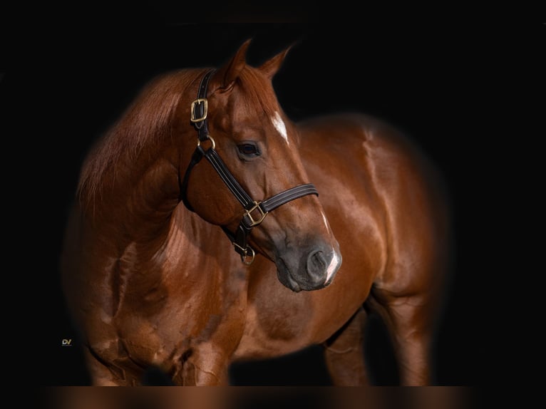 American Quarter Horse Wallach 6 Jahre 154 cm in Sinsheim