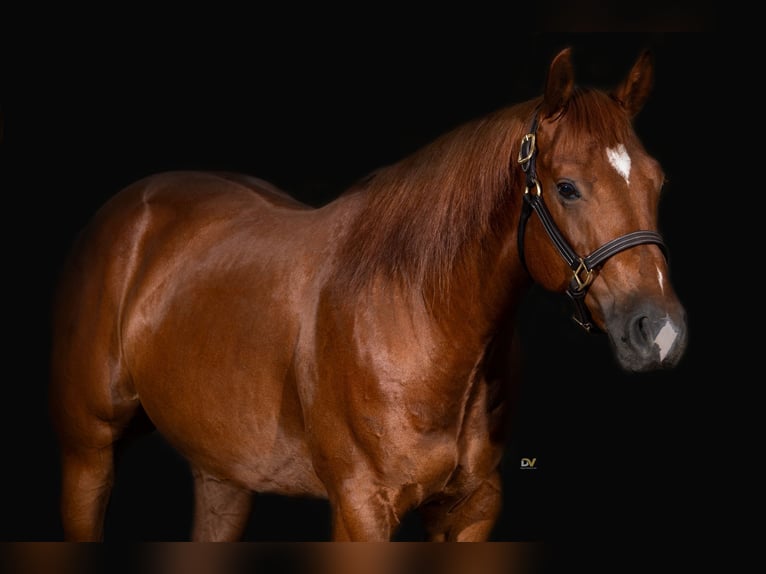 American Quarter Horse Wallach 6 Jahre 154 cm in Sinsheim