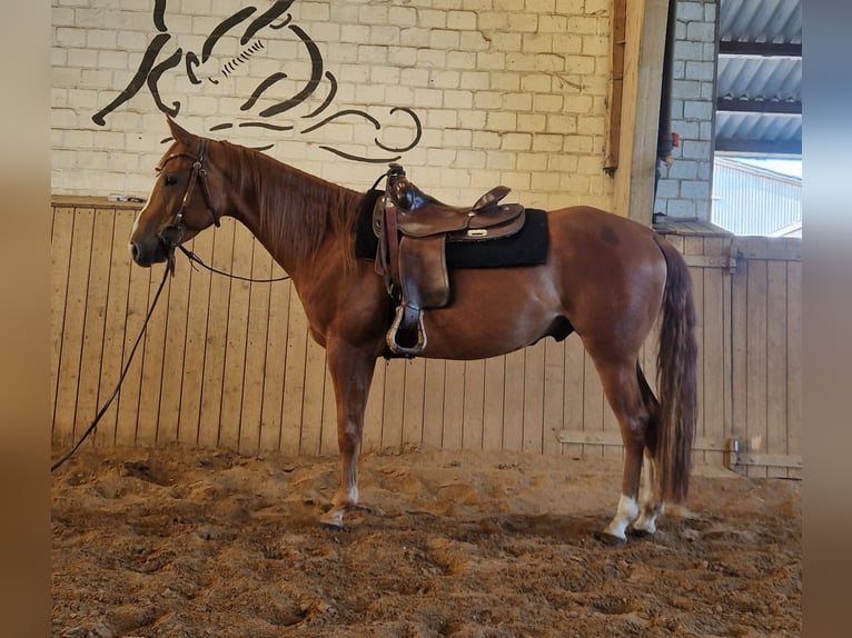 American Quarter Horse Wallach 6 Jahre 154 cm Rotfuchs in Krems II