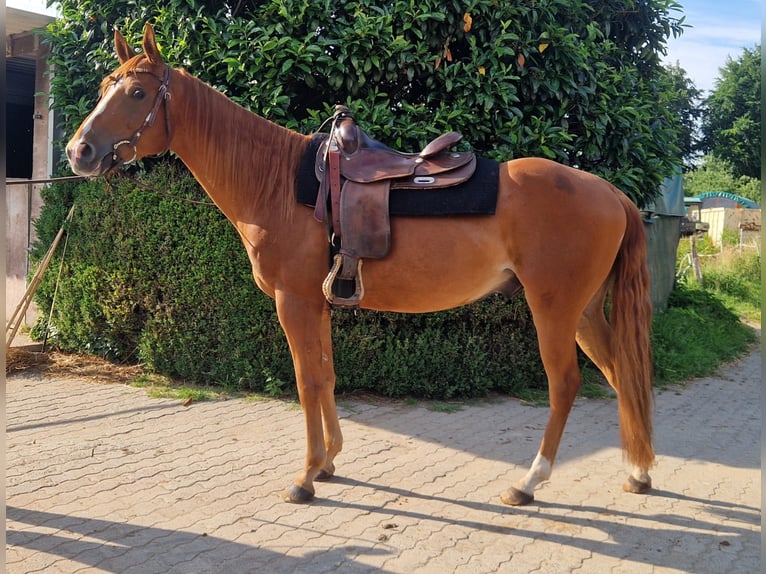 American Quarter Horse Wallach 6 Jahre 154 cm Rotfuchs in Krems II