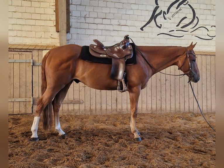 American Quarter Horse Wallach 6 Jahre 154 cm Rotfuchs in Krems II