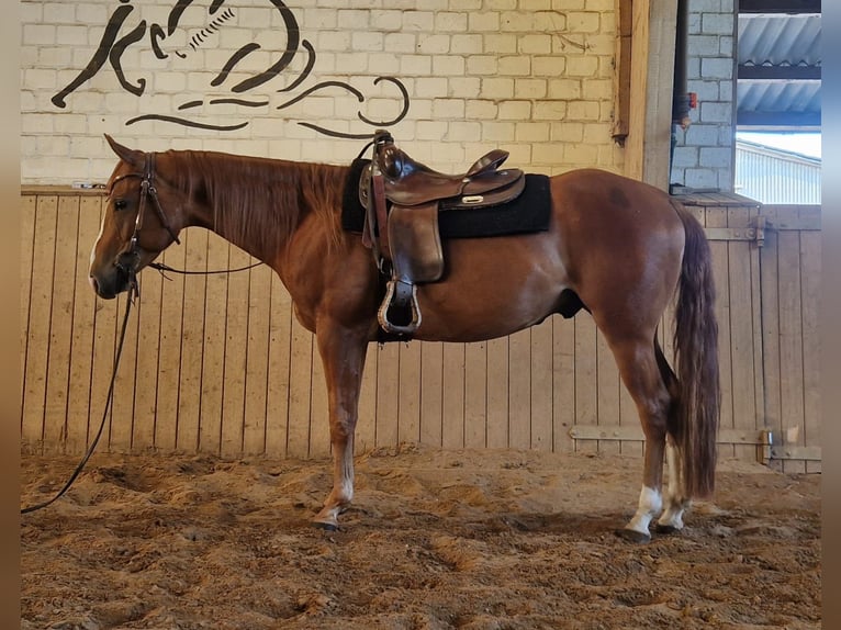 American Quarter Horse Wallach 6 Jahre 154 cm Rotfuchs in Krems II