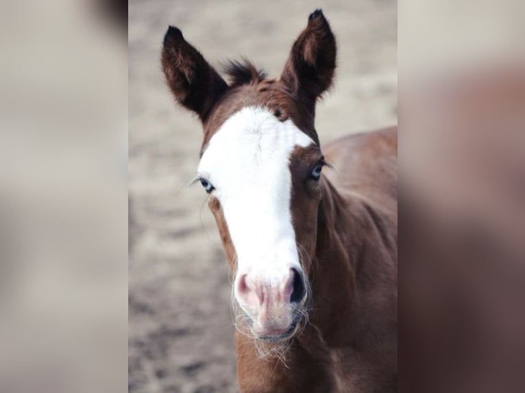 American Quarter Horse Wallach 6 Jahre 155 cm Brauner in Herrsching am Ammersee