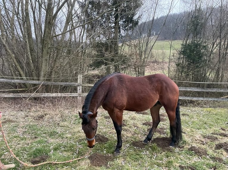 American Quarter Horse Wallach 6 Jahre 155 cm Brauner in Wilhelmsburg
