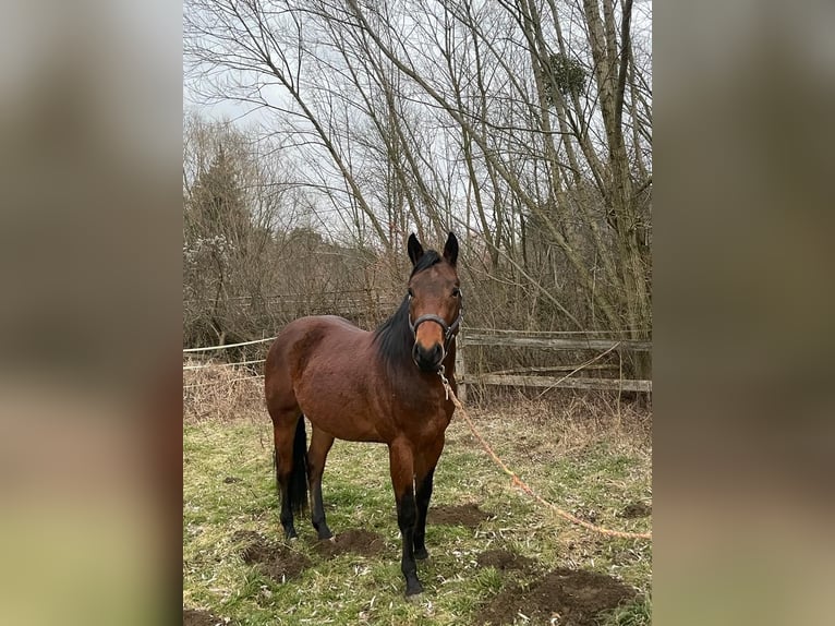 American Quarter Horse Wallach 6 Jahre 155 cm Brauner in Wilhelmsburg
